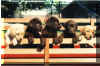 AA-Wagon Puppies.jpg (104686 bytes)