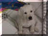OBESWMSF PUP.jpg (49772 bytes)