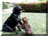 puppies8.jpg (37699 bytes)